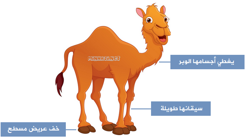 تكيف الجمل للعيش في الصحراء